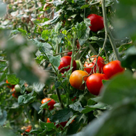 Organic Food
