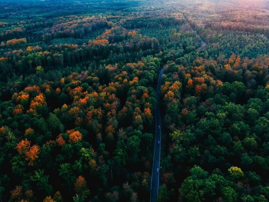 orman manzaraları black forest germany