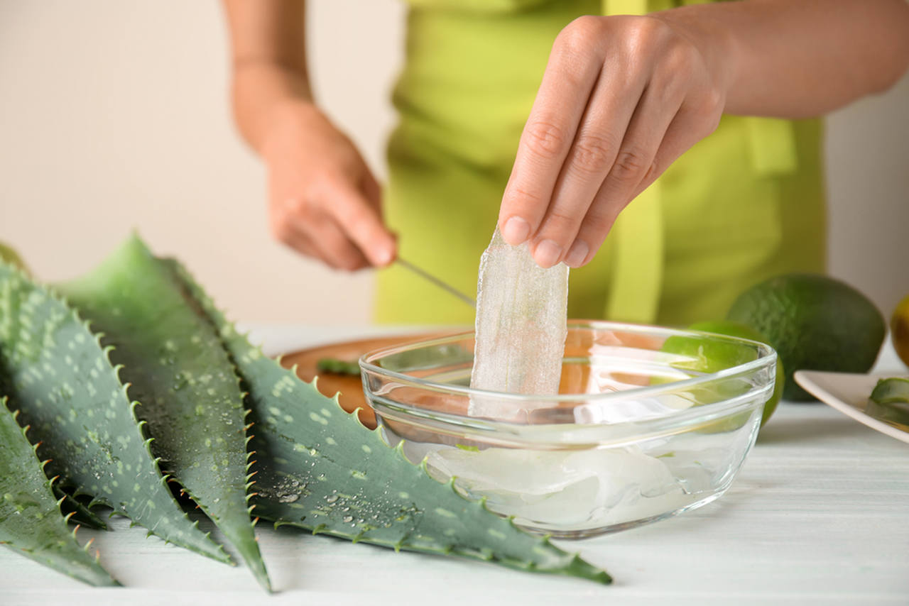 aloe vera yapraklarından aloe vera jelini çıkaran kadın