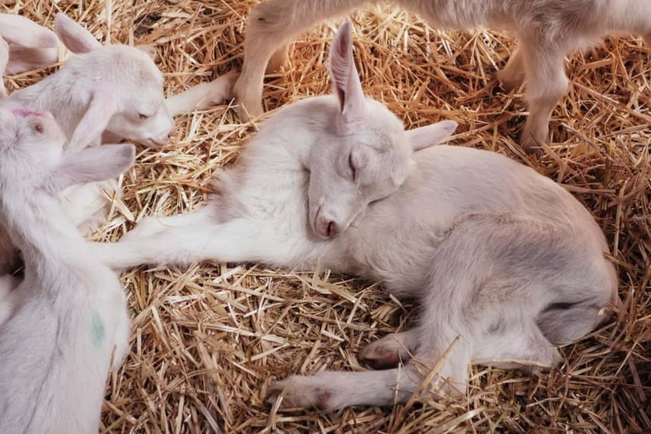 samanların üzerinde yavru beyaz keçiler