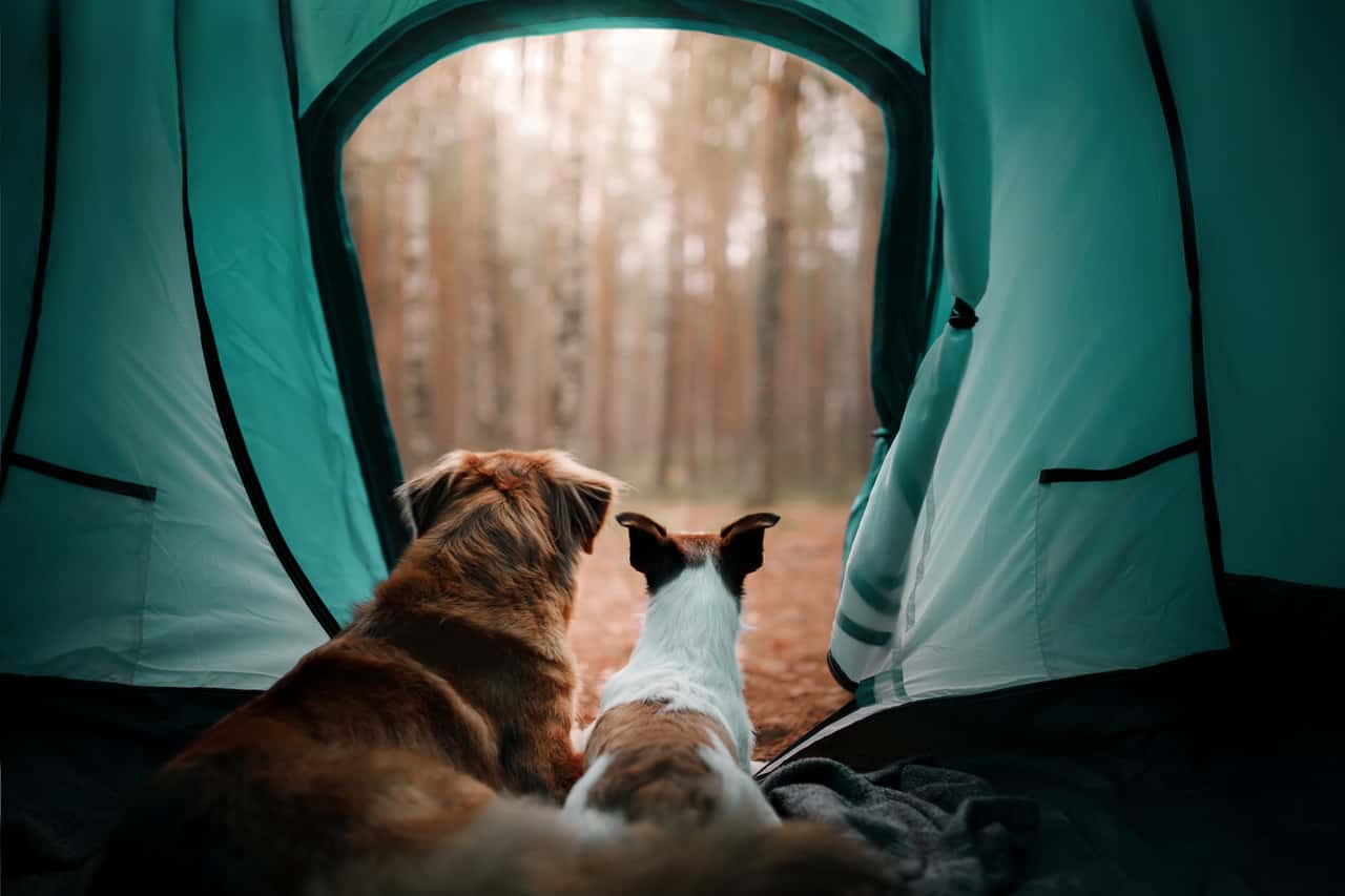 Bir çadırın içinden dışarıdaki manzaraya bakan iki köpek