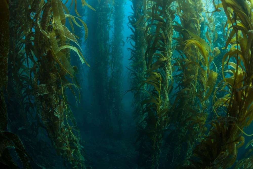 orman manzaraları kelp