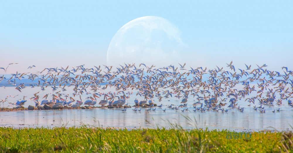 onlarca pelikanın üzerinde uçuştuğu Manyas Gölü