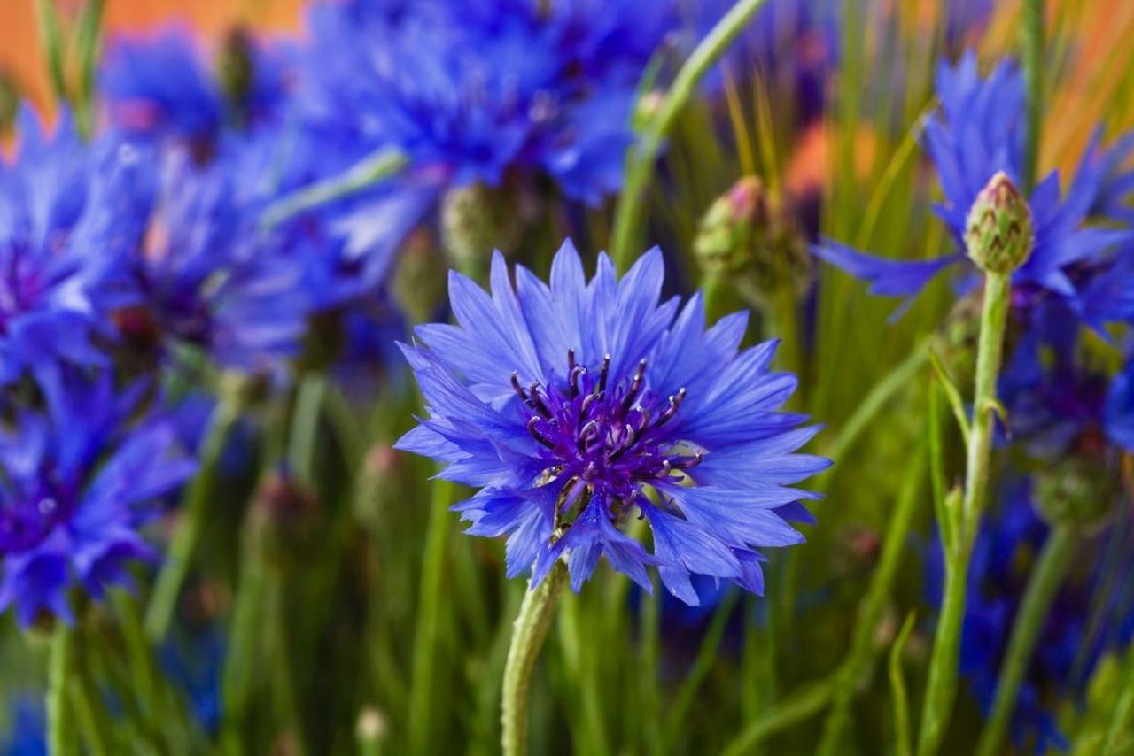 Mavi peygamber çiçeği