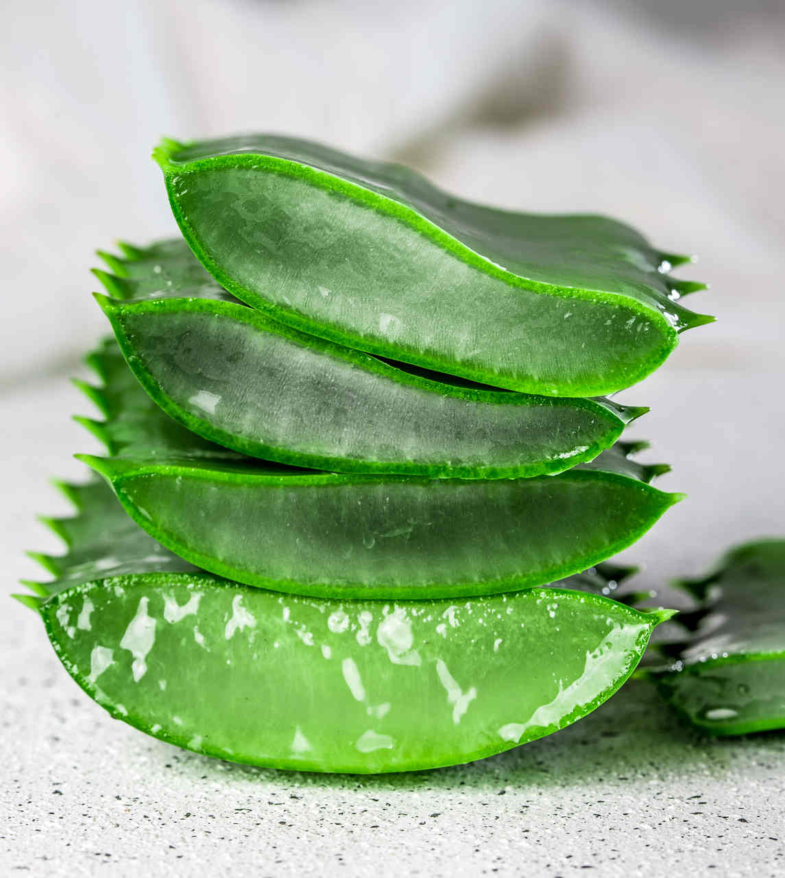 aloevera bitkisi