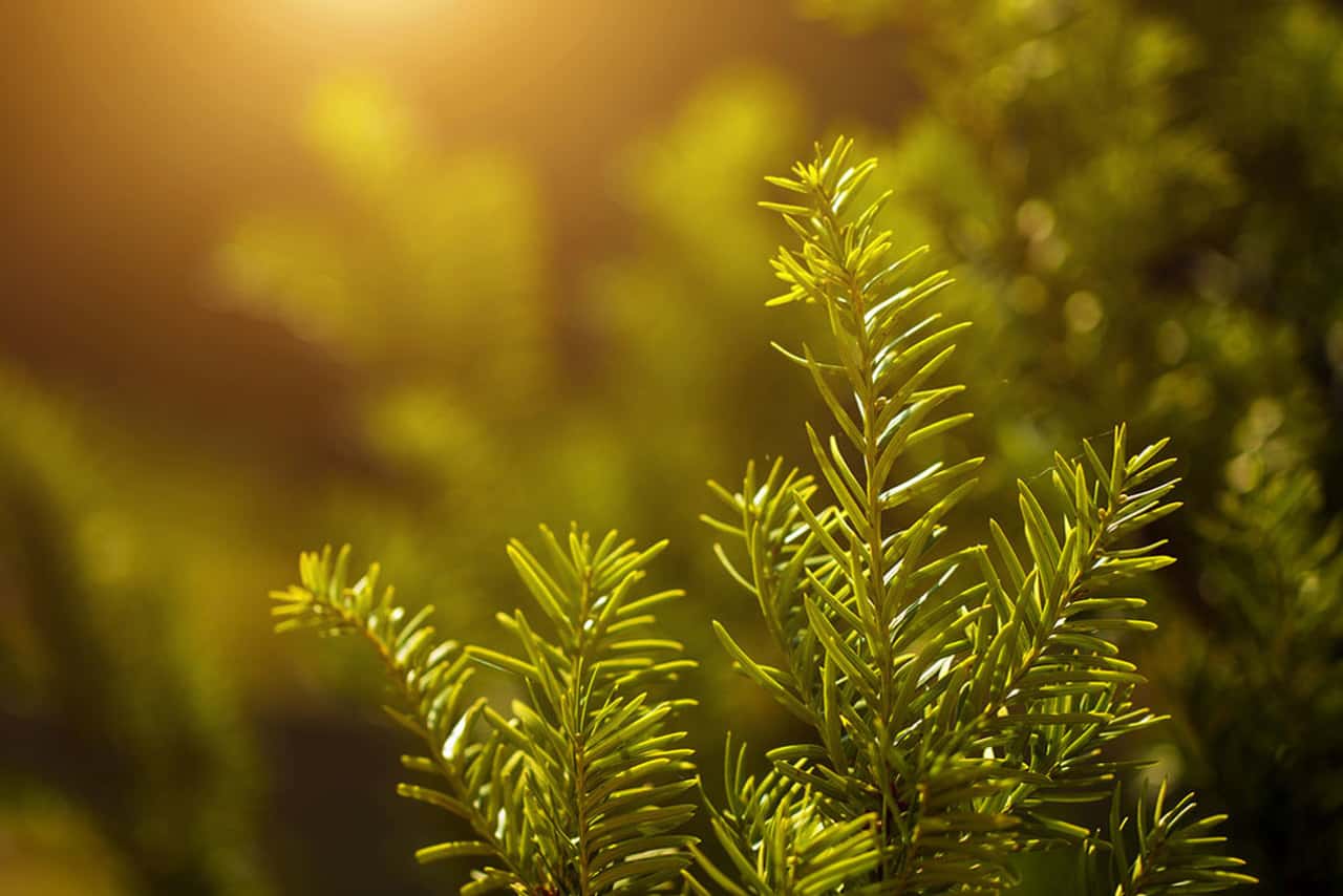 Gün batımında güneş ışığı vuran yeşil iğne yapraklı çam ağacı