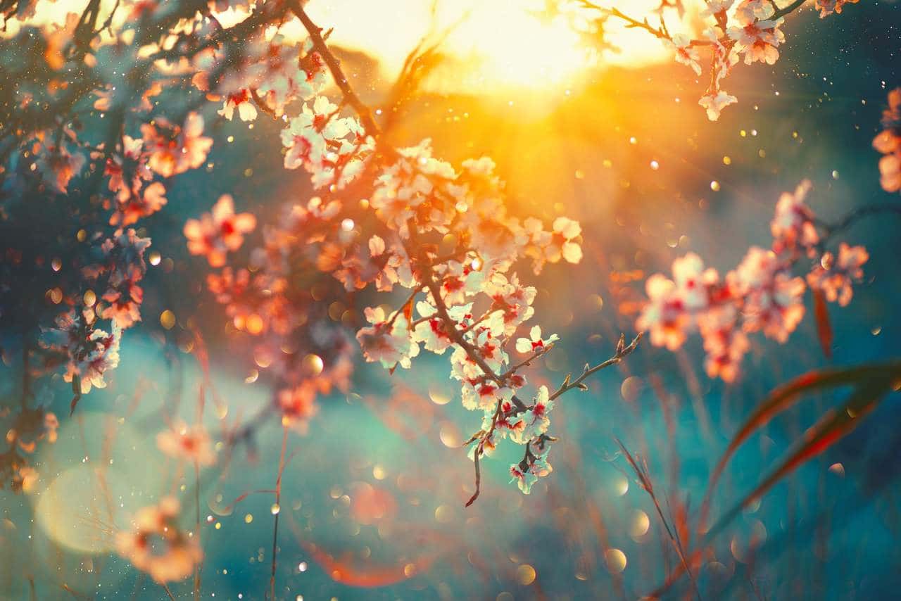 Gün batımında güneş ışıkları vurduğu için görünen polen taneleri ile pembe çiçekler 