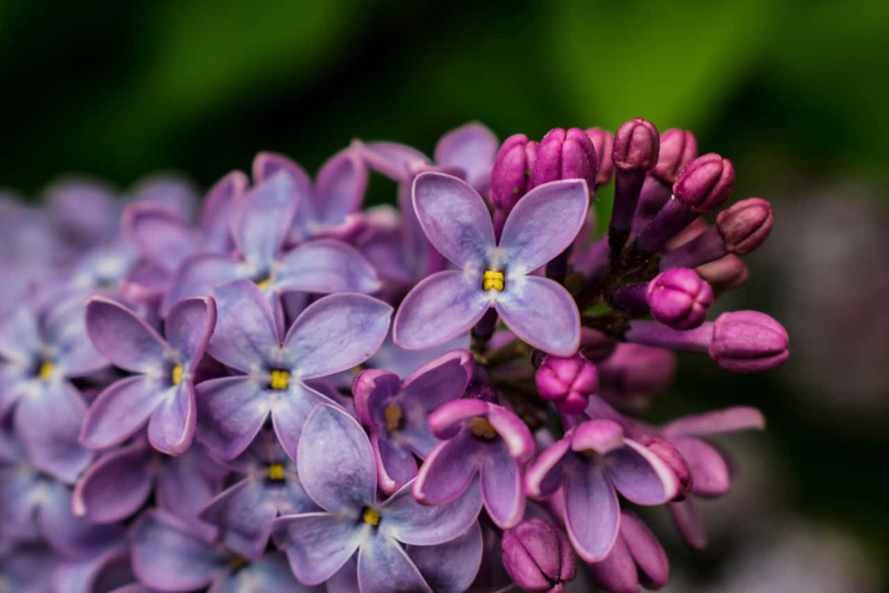 Büyüleyici mor renkleri ile küçük çiçeklerden oluşan sümbül çiçeği ve tomurcukları