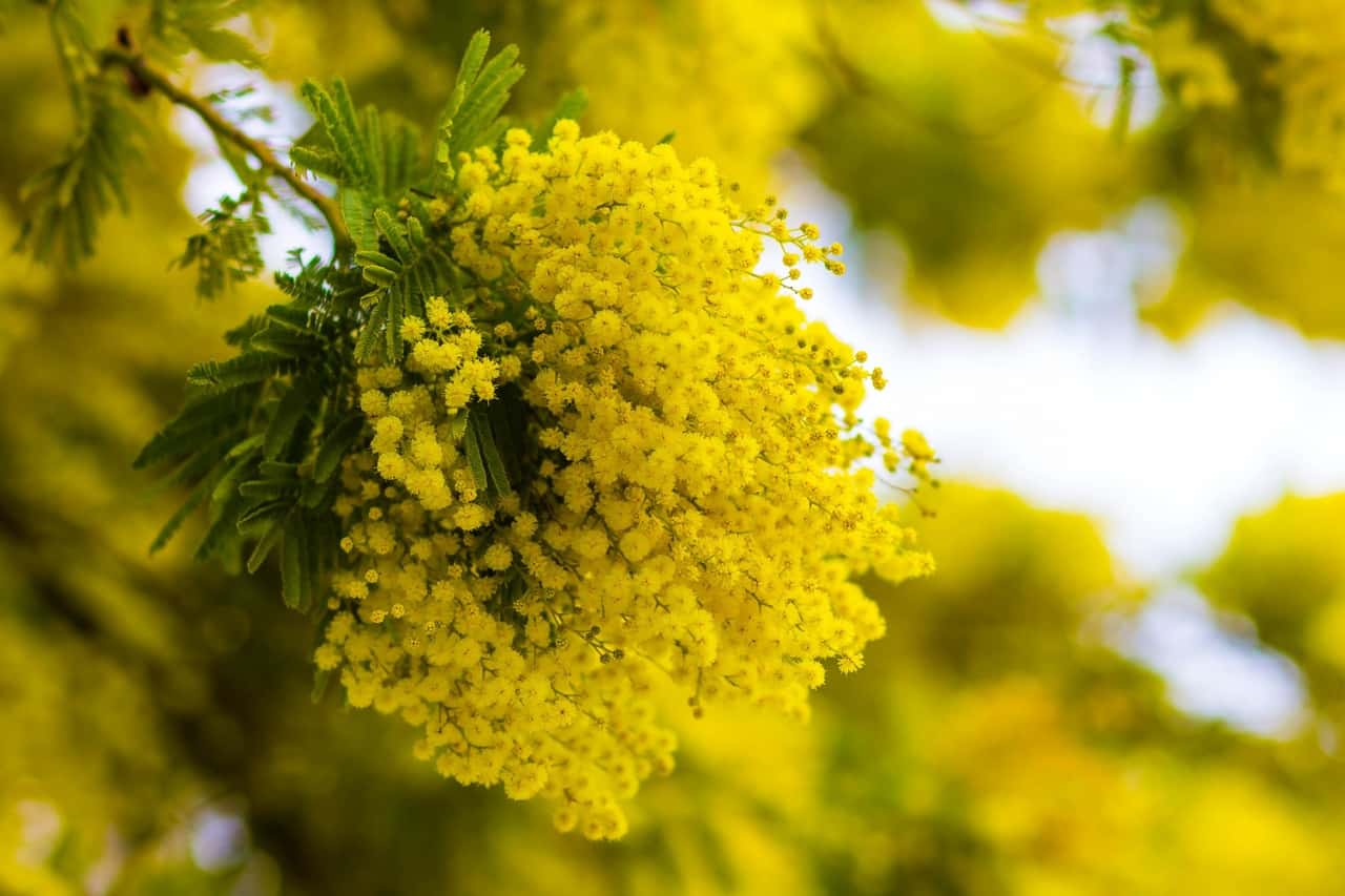 Baharın gelişi ile dalları süsleyen sarı, küçük, çiçekli süs bitkisi
