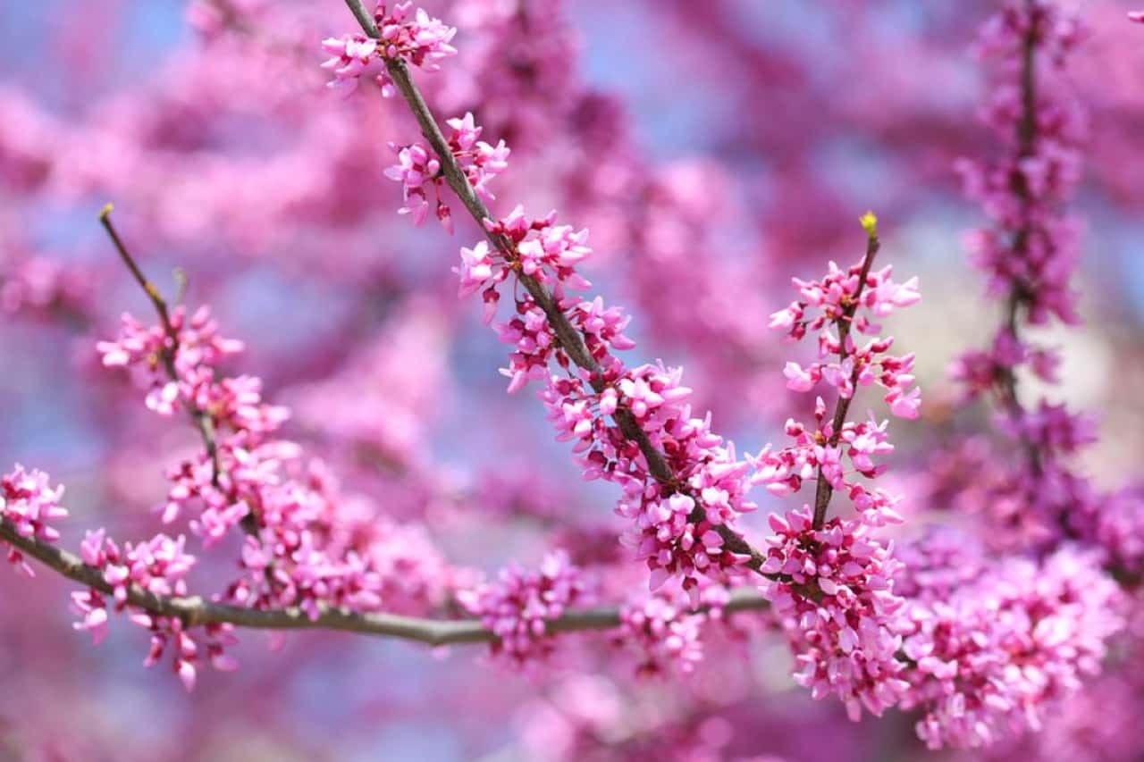 Bahar aylarının gelişi ile agaç dalları üzerinde açan pembe renkli küçük çiçekli erguvanlar
