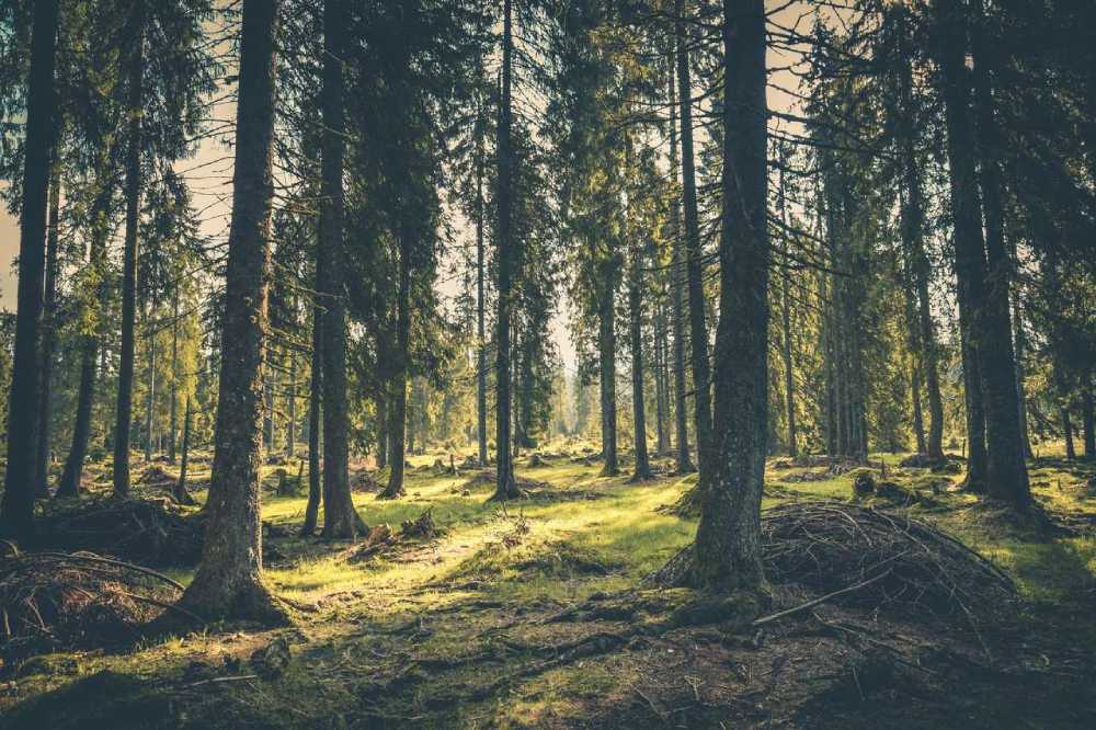 çam ağacı türleri, güneşin vuduğu çam ağacı ormanı