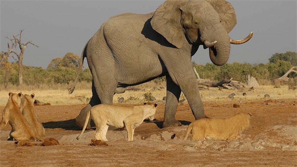 africa, afrika doğa belgeseli