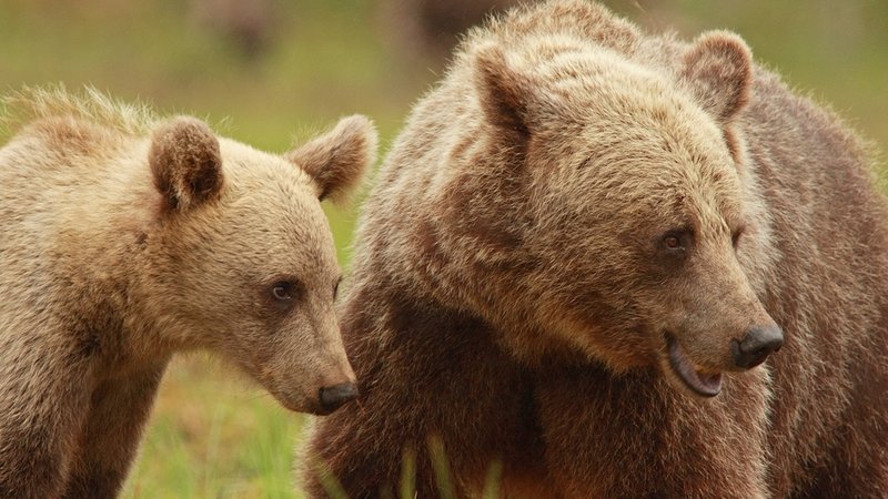 bears, ayılar doğa belgeseli